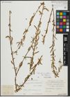 Foto von Salix alba subsp. vitellina (L.) Arcang. x Salix babylonica L.